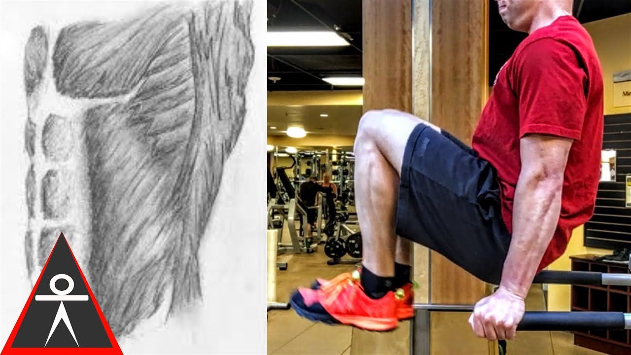 Build Strong Abs With Dip Bar Leg Raises